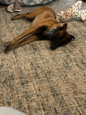 Hillside Veterinary Hospital