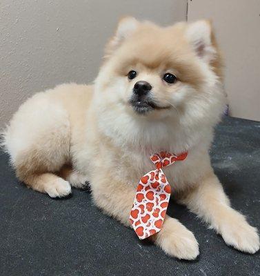 Pomeranian puppy