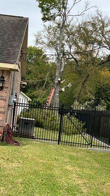 Meliton Landscaping & Tree services