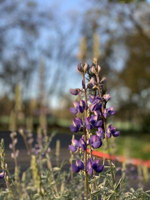 Effie Yeaw Nature Center