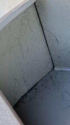 Dog hair after they had supposedly kept my car all day