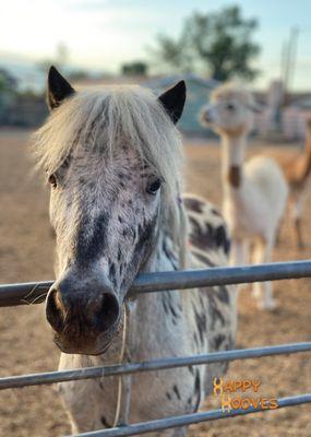 Happy Hooves
