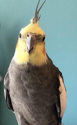 Buddy the Cockatiel
