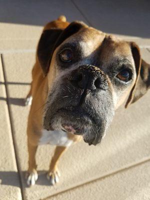 All Creatures Pet Services