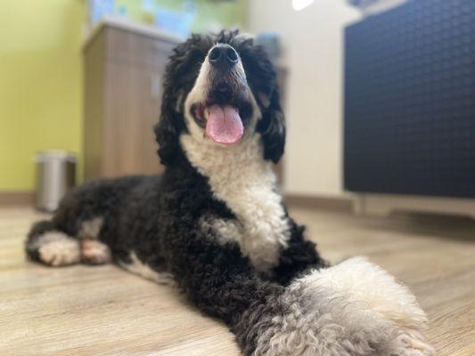 Vista Vet - Animal Hospital & Pet Lodge