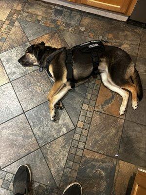 Char the Service Dog (in training)
