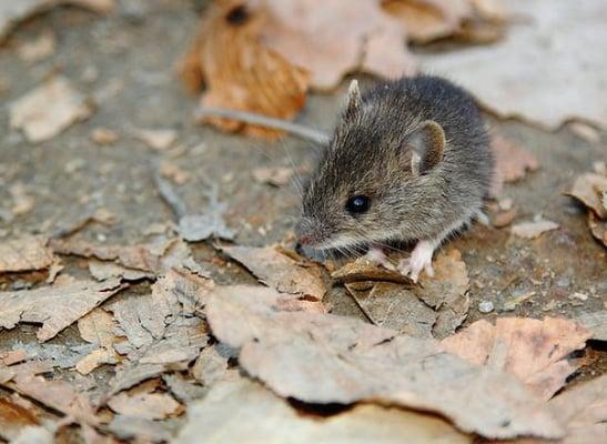 Rodents carry 11 deadly diseases identified by the CDC www.cdc.gov/rodents/diseases/direct.html If you live in the Uintah Bas...