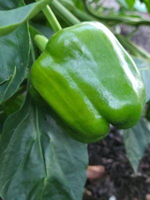 Our Organically grown Green Bells