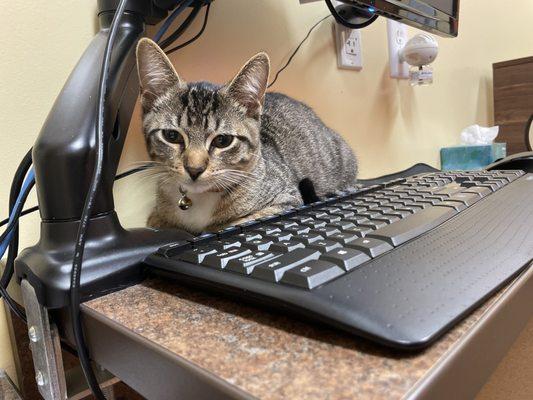 Goose Creek Veterinary Clinic