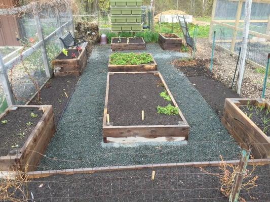 Early Spring raised garden beds using cedar and juniper wood.