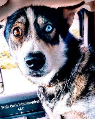 Wolf Pack Landscaping