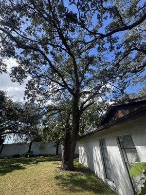 Buccaneer Tree Service