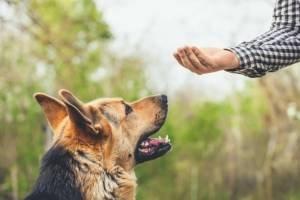 Unleashed Dog Solutions