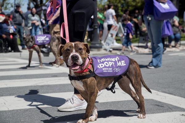 North Bay Animal Services