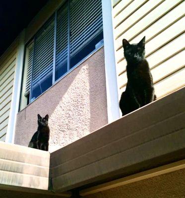 The Pocket-Panther Den