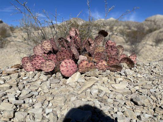Rancho Topanga Campgrounds