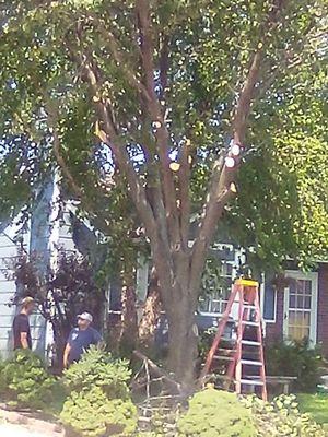 Rene's Hauling & Tree Service