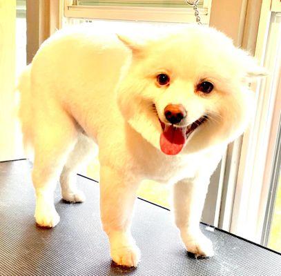 The Hairy Dog Parlor