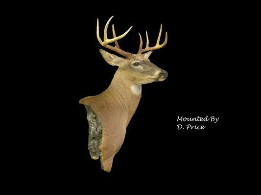 Whitetail Wall Pedestal