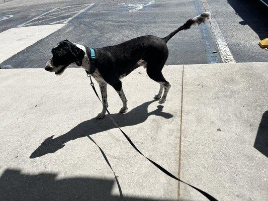 Rocky normally looks like a teddy bear in the winter and now? Clean, sleek and ready for the warmer temps.