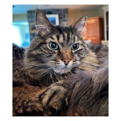 Wagging Tail Pet Sitting