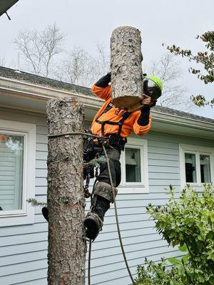 Tree removal