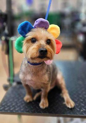 My Yorkie name Alvin