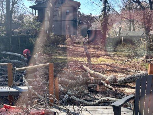 Atlanta Area Tree Service