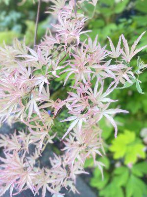 Northwest Nurseries