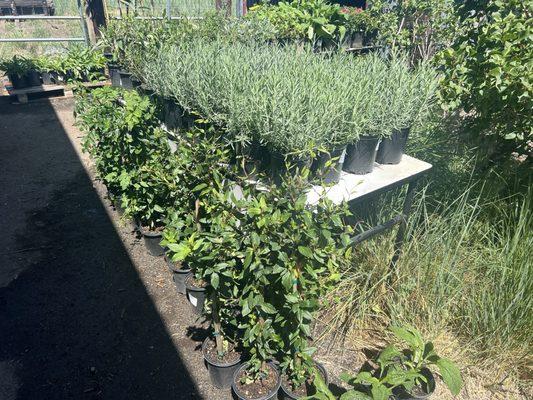 Wild Violets And Roses