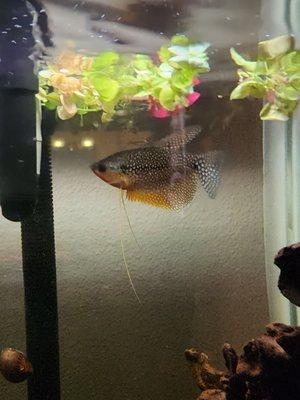 Pearl Gourami, large