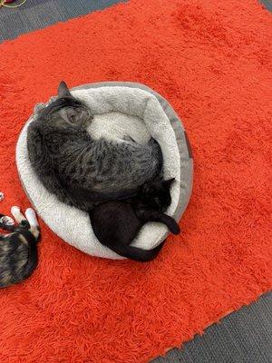 Sugar Kittens Cafe and Cattery