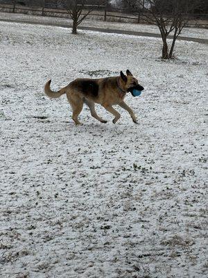 Paw-Fect Pals Pet Sitting