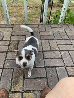 Maggie Joy. She has bad knees. It helps with her inflammation. Her vet said to give it to her