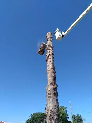 Trickinnex Tree Trimming & Falling, LLC