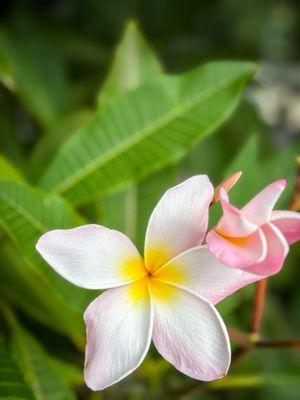 Quail Botanical Gardens Gift Shop