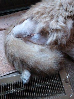 Moon Veterinary Clinic