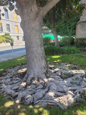 Interesting root-bound tree out front.