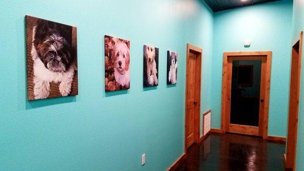 Pampered Pets Retreat & Spa