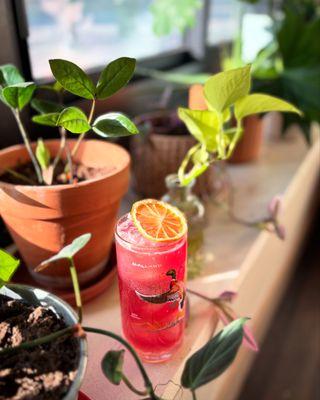 Wild Culture Kombucha