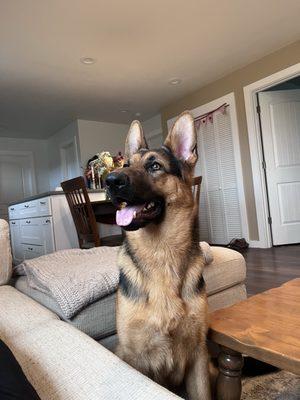 The Canine Class Room