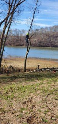 Navarro Landscaping Tree Service