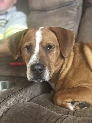 The Animal Eye Institute