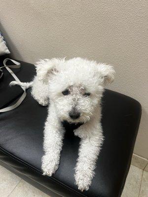 Love Freeway Animal Hospital