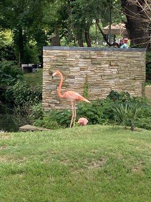 Flamingo
