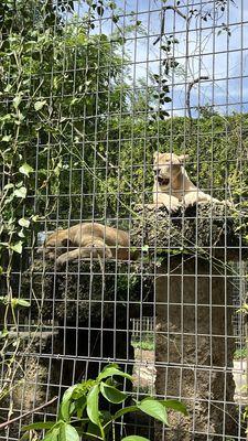 Zoological Wildlife Foundation