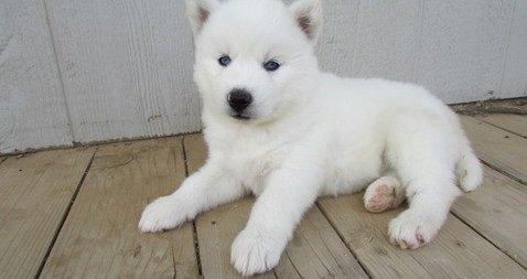 WHITE HUSKY FEMALE