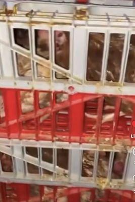 Chickens frozen & crying in fear in below freezing temp in the hood, LIKE A WET MARKET IN CHINA, repulsive !