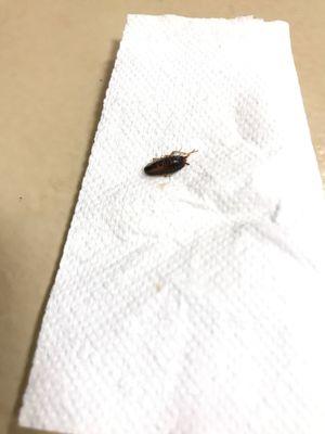 College Main Apartments