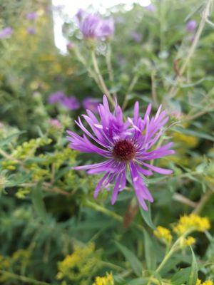 Whispering Willow Acres